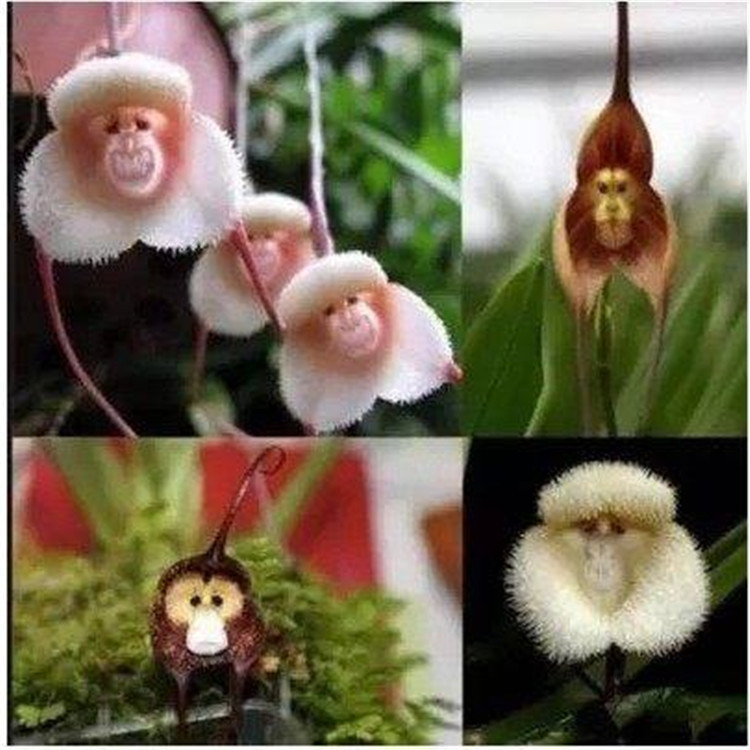 稀有植物猴面兰花 兰花苗 猴面小龙兰 室内盆栽 办公室 植物