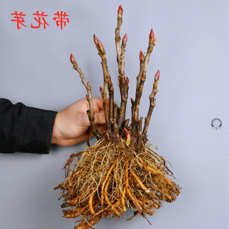 正宗洛阳牡丹花苗花根楼顶窗台盆栽四季开花庭院植物阳台花卉.
