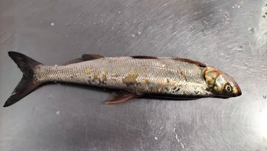 冰鲜翘嘴白/鲌鱼整条/刁鱼条鱼新鲜冷冻/产地直发冷链运输5件起批