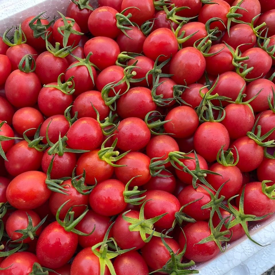 【当季热卖】海南陵水冰糖千禧3斤装小番茄圣女果纯甜多汁包邮