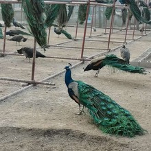厂家现货孔雀养殖基地销售孔雀苗 蓝色大孔雀长尾巴 各类孔雀活体
