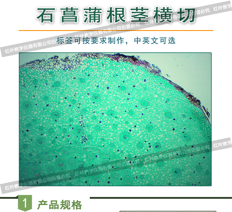 石菖蒲根茎横切面详图图片