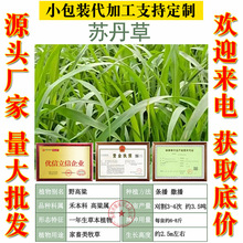 进口苏丹草种子四季高产喂鱼草种子高丹草猪牛羊鸡鸭鹅兔牧草种籽