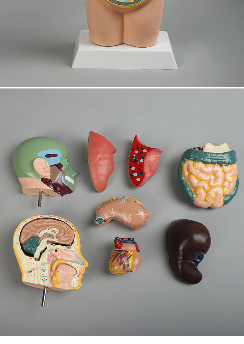 人体解剖模型器官 可拆卸医学教学人体骨骼器官模型 儿童益智玩具