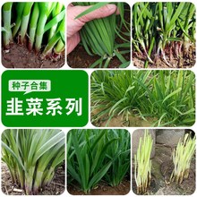 大叶韭菜种子宽叶九菜阳台盆栽蔬菜孑韮菜籽白根韭菜四季韭菜种籽