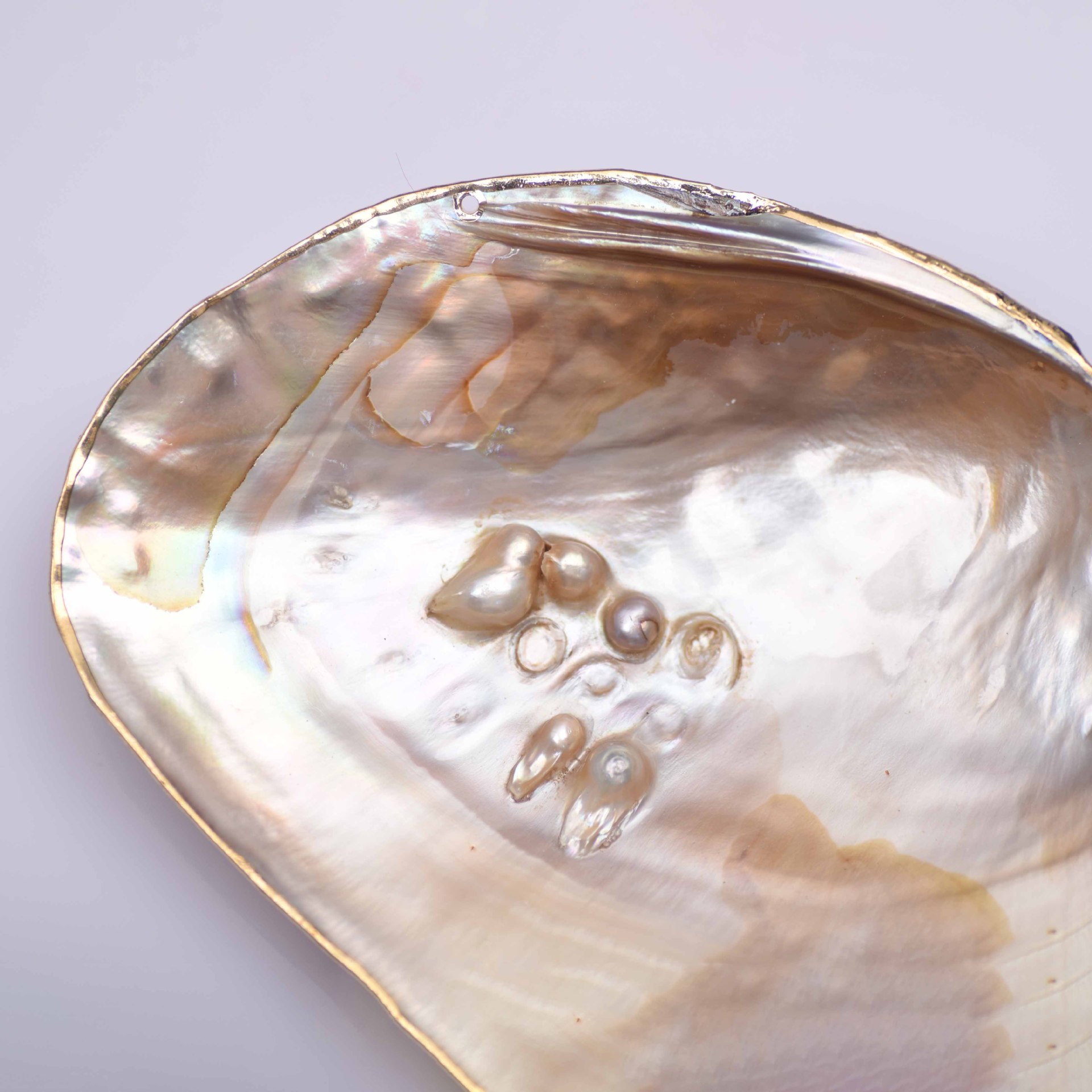 天然打磨大珍珠蚌壳超大贝壳拍摄道具海螺鱼缸水族造景居家摆件