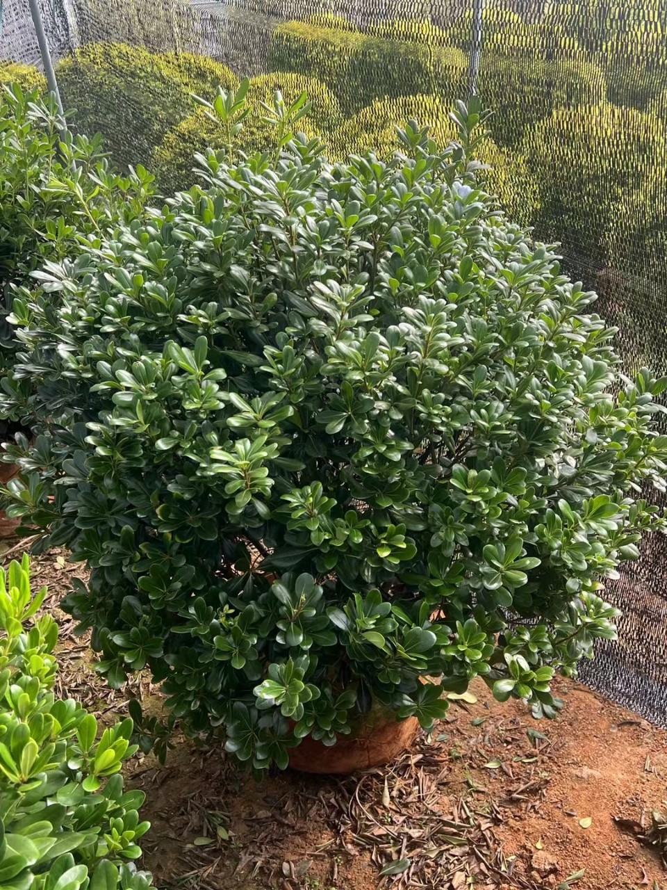 海桐球各种规格本场位于福建省漳州市有需要的联系欢迎询价-阿里巴巴