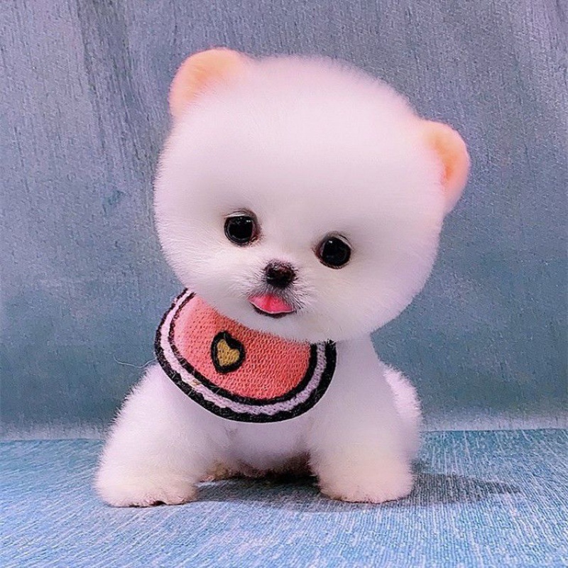 博美幼犬纯种茶杯犬小型可爱俊介迷你长不大真狗狗活