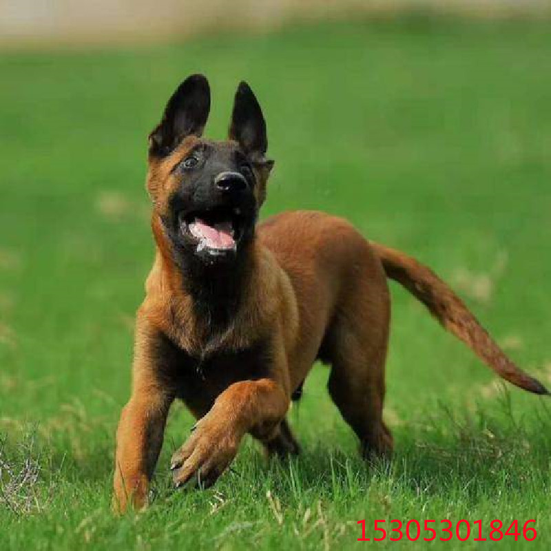 出售红马犬活体幼犬高动力黄马犬马里努阿犬科目马犬宠物狗狗价格