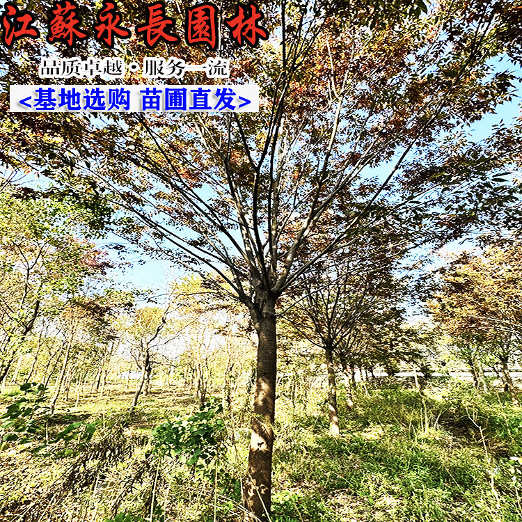 基地直供榉树 榉树苗 榉树树苗 规格齐全 量大从优易成活绿化苗木
