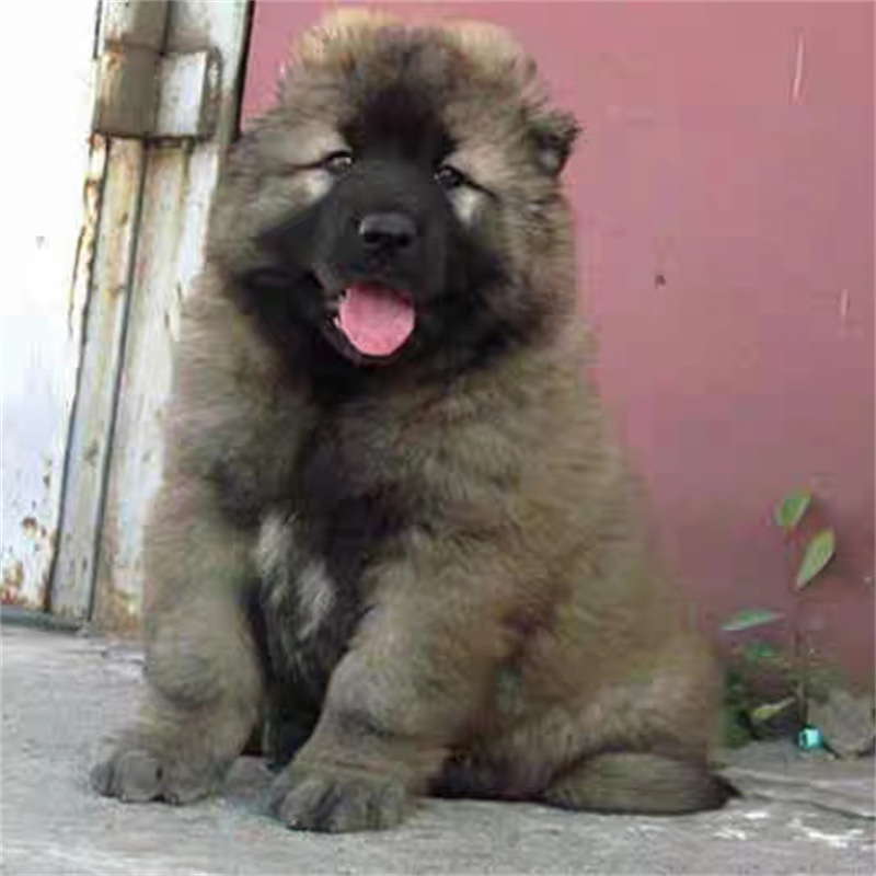 出售精品高加索幼犬大骨架熊版高加索护卫犬巨型高加索护卫犬活体