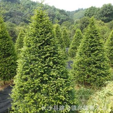 批发红豆杉 地径2-3-5-8-12公分南方红豆杉树苗 造型美观健康苗木