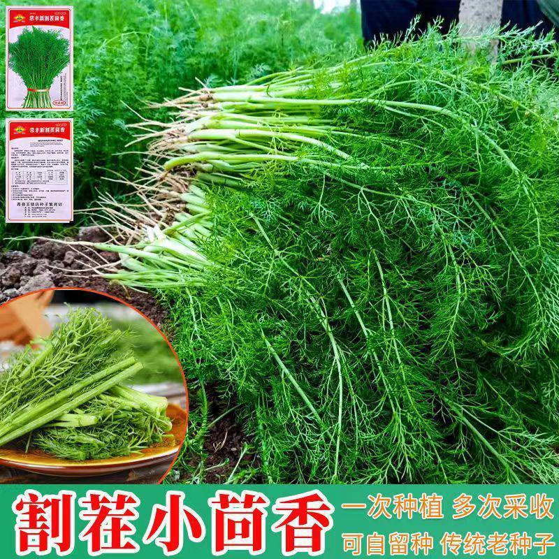 小茴香种子四季多次采收割茬茴香种籽春秋季农家阳台庭院蔬菜种字