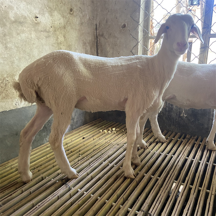 湖羊活羊无角绵羊活体湖羊怀孕母羊种公羊小羊羔湖羊澳湖杂交