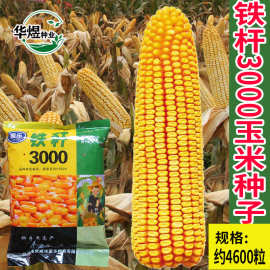 铁杆3000玉米种子产量高大棒苞米棒子孑国审饲料杂粮抗倒耐旱种籽