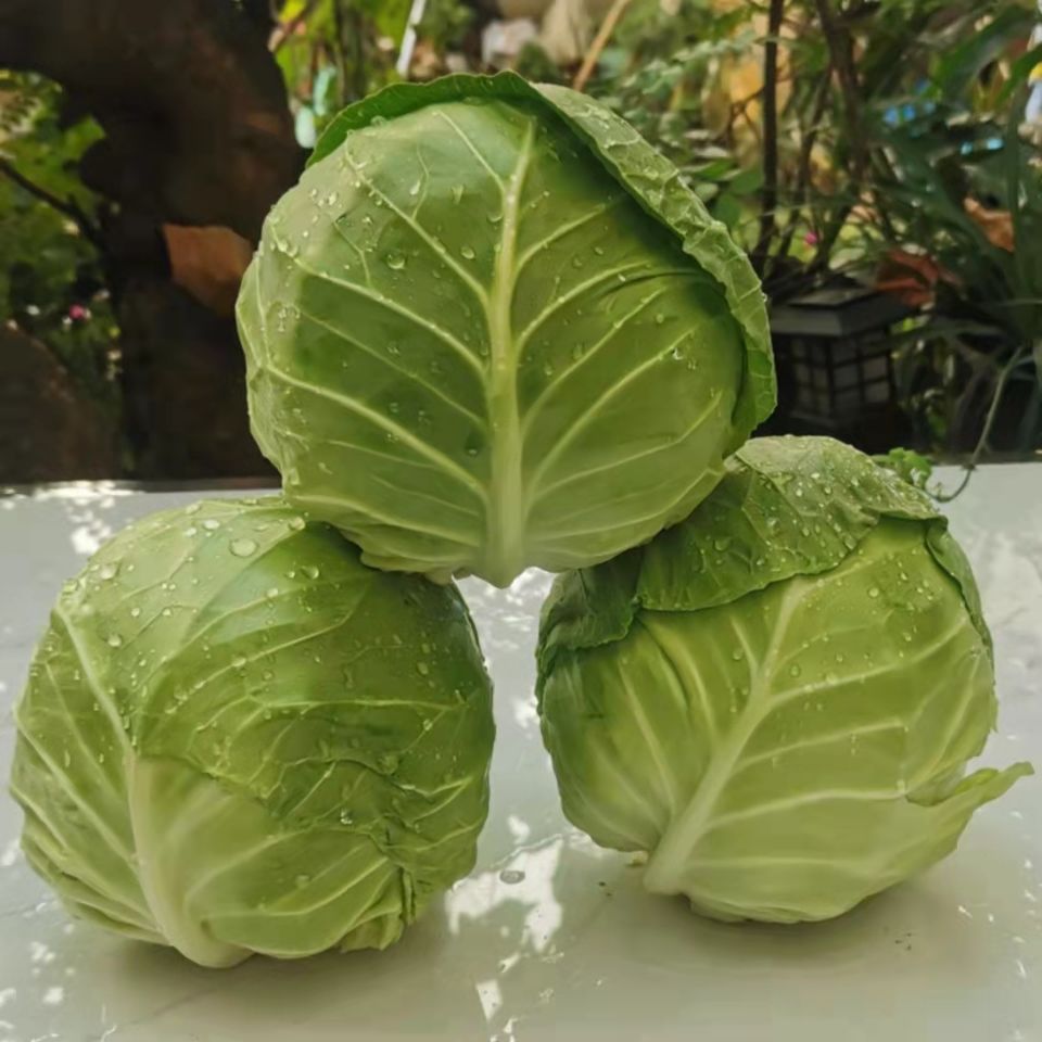 云南新鲜蔬菜农家自种甘蓝卷心菜包菜圆白菜 沙拉菜现摘现发包邮
