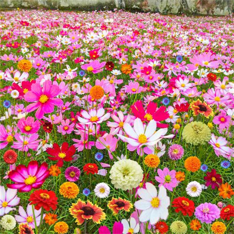 格桑花种籽子波斯菊花种子七彩四季播种开花易活庭院室外花籽种孑