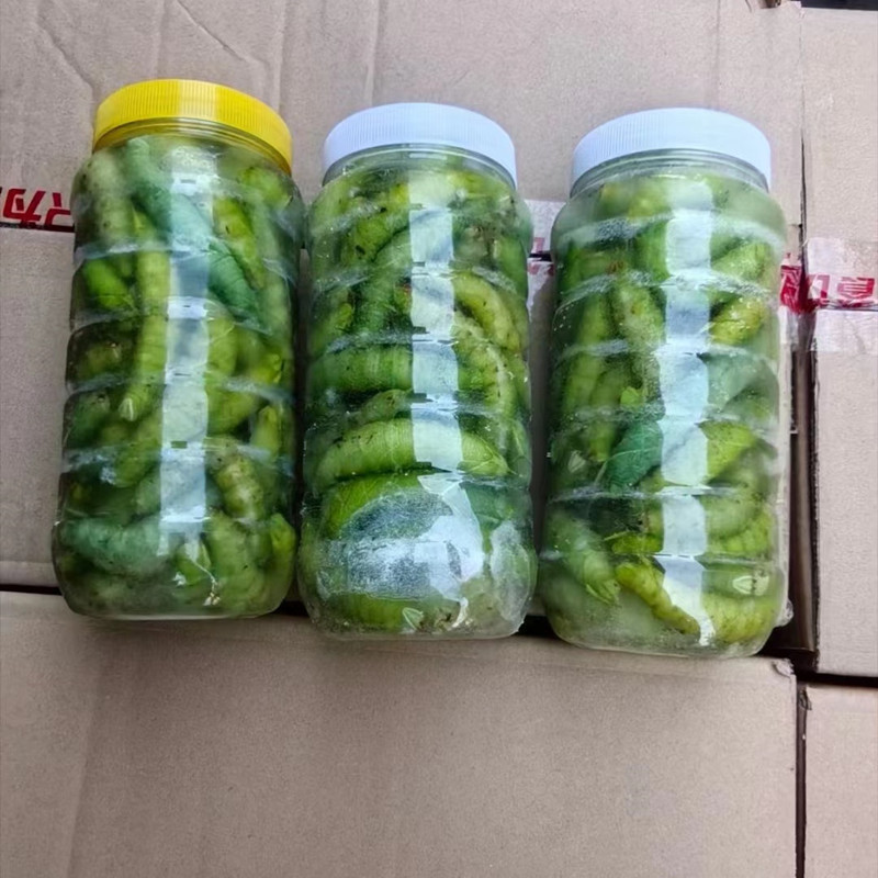 豆丹豆虫500g一瓶食用特产鲜速冻高蛋白大青虫猪儿虫芝麻虫豆天蛾