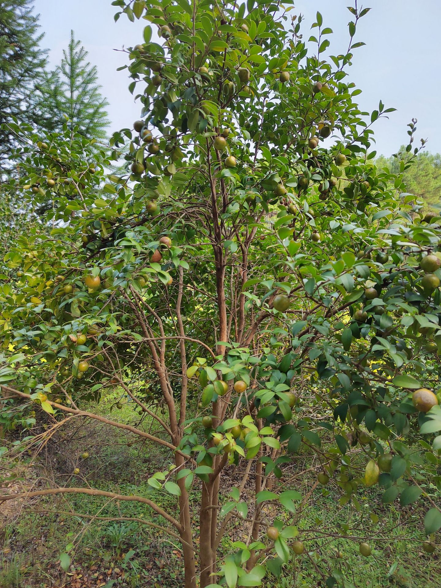 特产地茶籽批发江西高山茶油食用压榨油茶籽油野生油茶籽鲜果干果