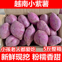 越南紫薯小个新鲜现挖紫心番薯斤整箱包邮农家沙地地瓜香甜番薯