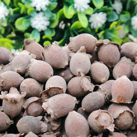 500克晒干山捻子 干果桃金娘 干泡酒岗稔豆稔果山念子果50g