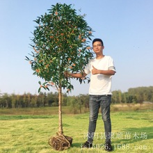 地栽大型四季桂花树苗庭院浓香花卉常青植物盆景金桂丹桂室内盆栽