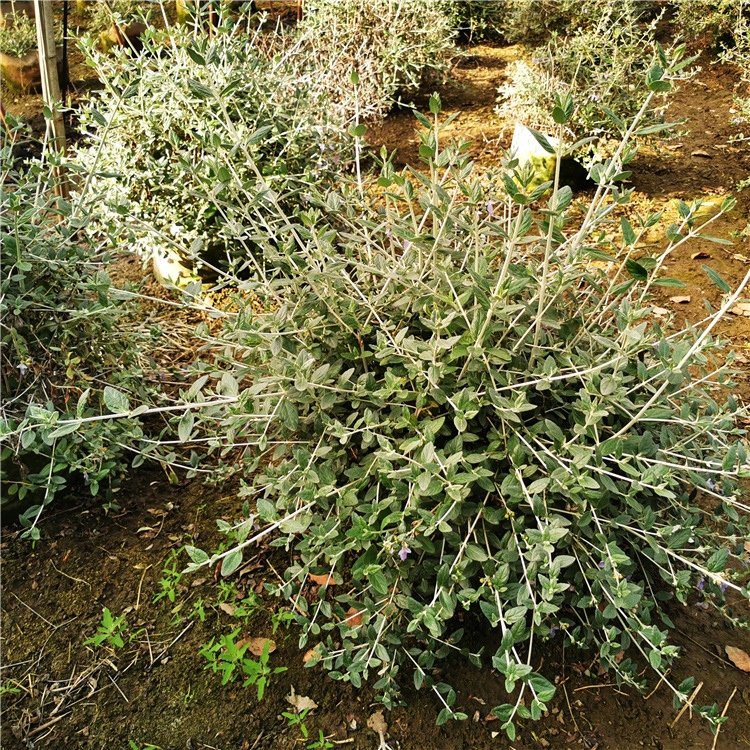 大量供应水果兰球袋苗花镜公园观赏苗木株型饱满生存力强耐寒耐旱