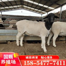 肉羊养殖场批发纯种杜泊绵羊羊苗小尾寒羊羊羔肉羊种公羊种母