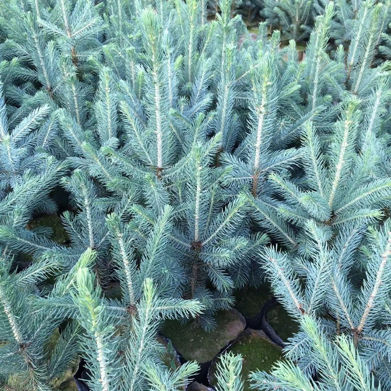 基地批发 克罗拉多美国蓝杉苗 美国蓝杉苗 30-60公分高蓝杉树苗