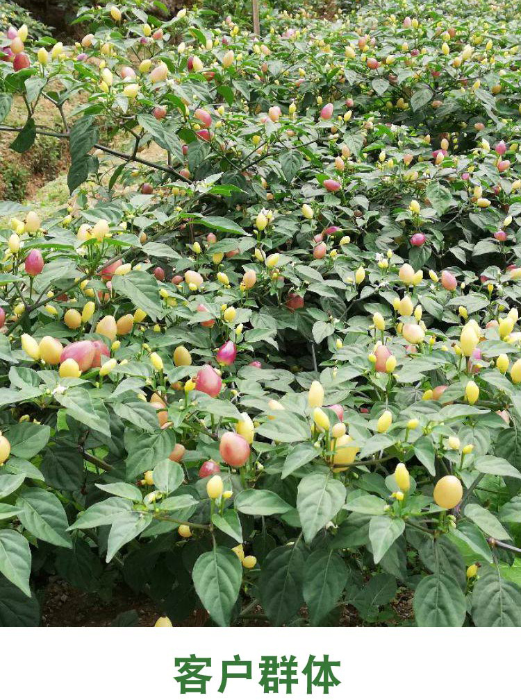 永红种业七彩椒种子 四季盆栽 观赏食用 适应性广 盆栽彩椒