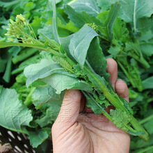 菜苔种油菜苔种子籽春秋冬季早熟油菜薹种籽菜台青菜籽种蔬菜种孑