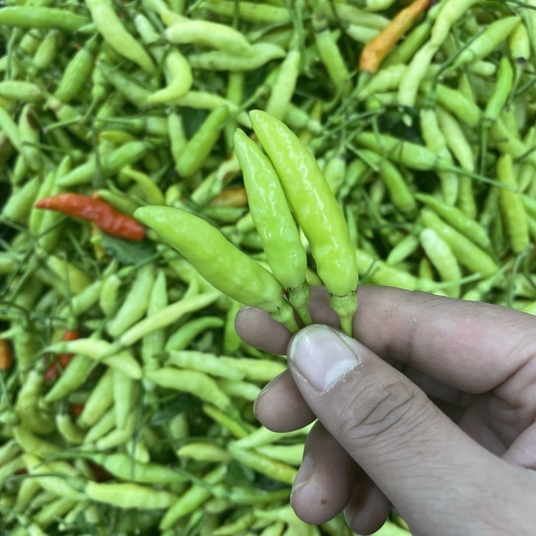 新鲜小米辣云南特产临沧耿马孟定青辣子白米辣野山椒特辣朝天椒