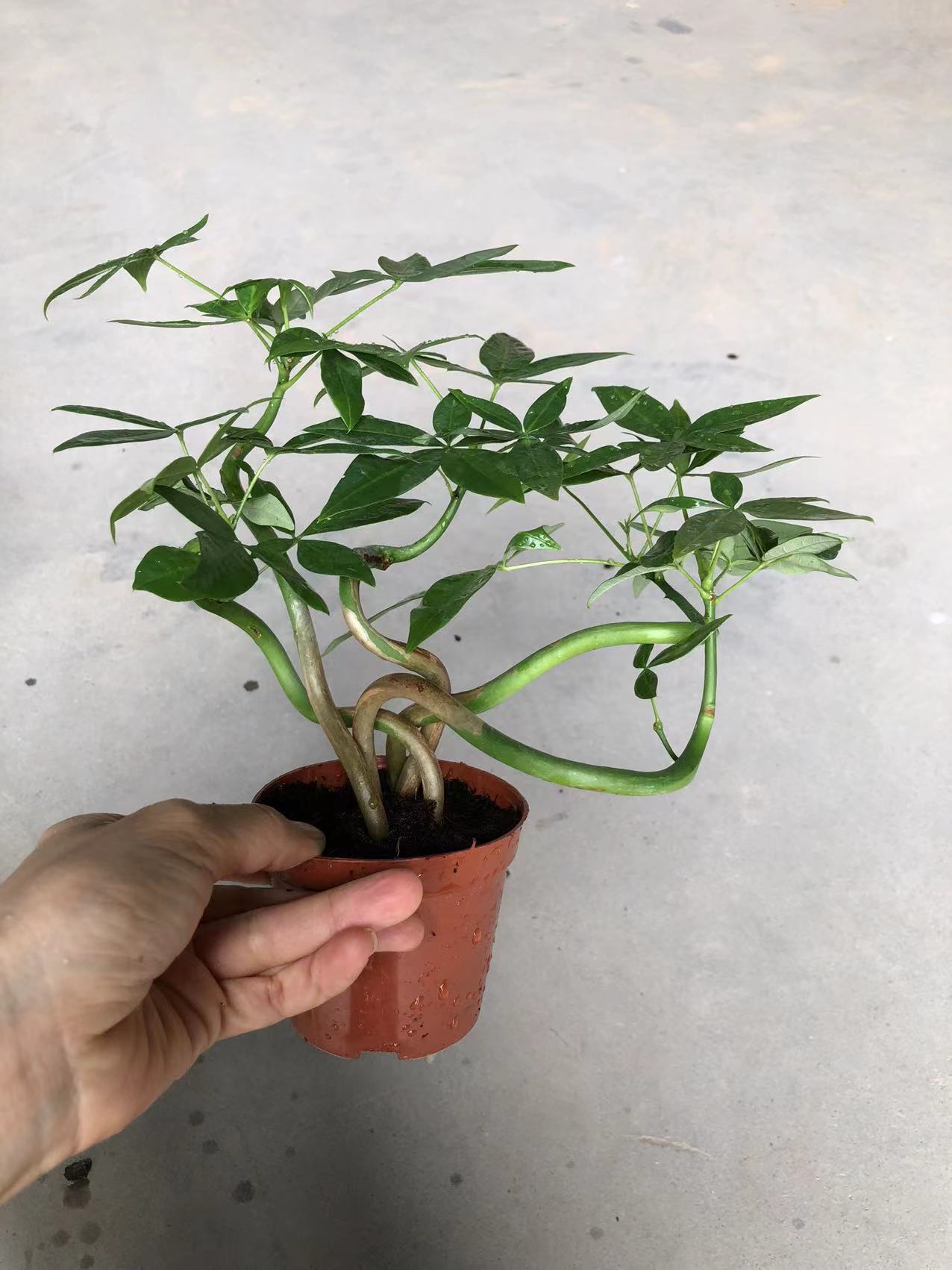 迷你造型发财树盆栽招财树小苗室内办公桌面观叶植物盆景四季常青