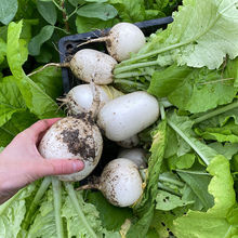 四川农家甜圆白萝卜新鲜春不老圆根萝卜蔬菜甜萝卜黄泥萝卜大白萝