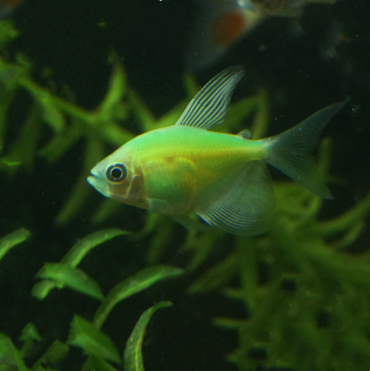 绿衣天使青苹果天使鱼活体 热带观赏鱼天使鱼灯科小型鱼渔场批发