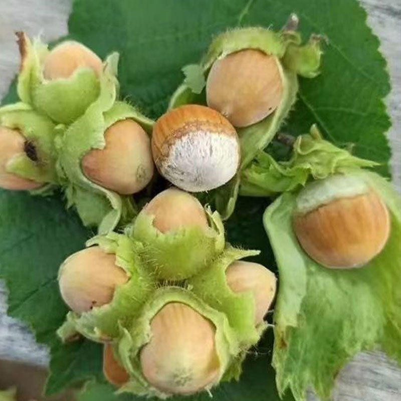 2021年新鲜青榛子东北榛子铁岭开原榛子带皮榛子