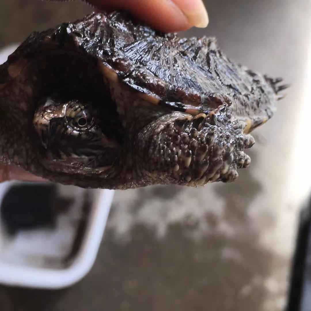 大鳄龟北美小鳄龟苗杂佛宠物观赏杂佛食肉外塘凶猛小乌龟