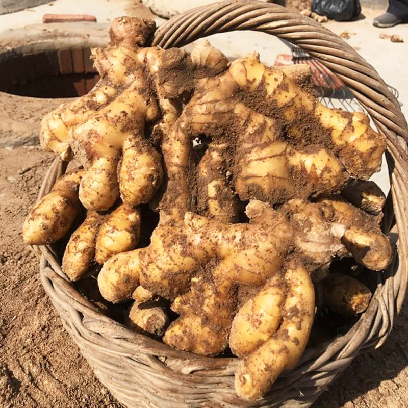 山东生姜新鲜泥姜3/5/10斤包邮新姜老姜安丘大黄姜大块非零碎批发