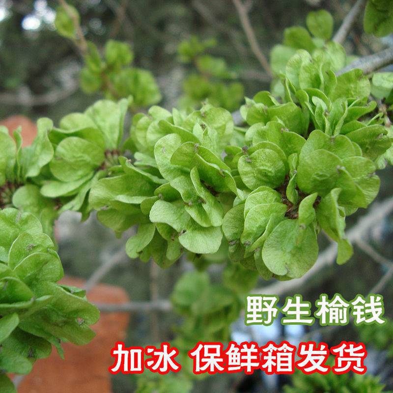 新鲜榆钱榆钱新鲜榆钱儿野菜榆钱饭 1-4斤加冰保温箱发货