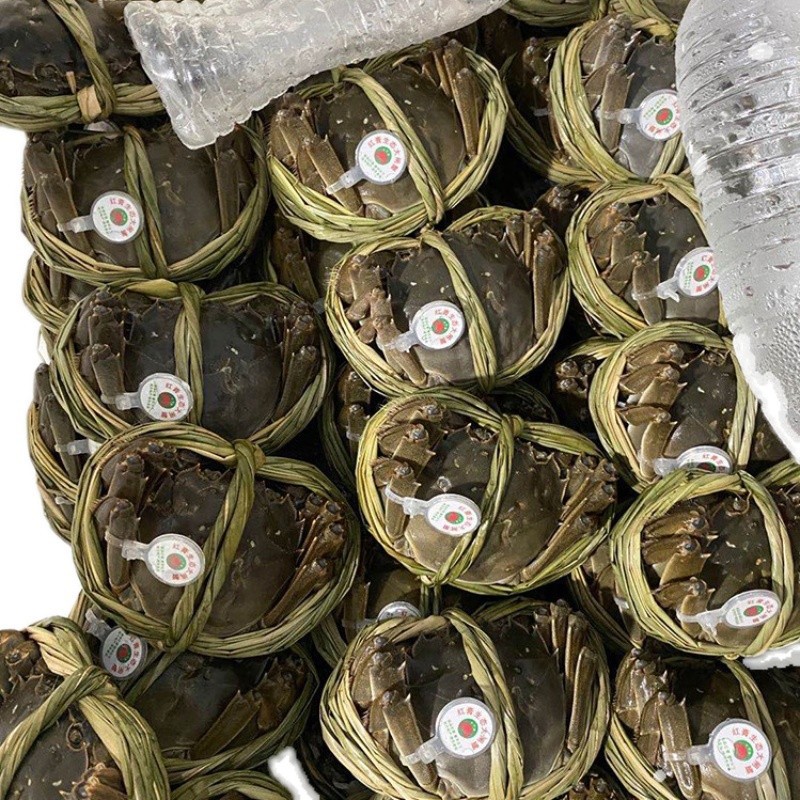 【精品】一件代发大闸蟹全母蟹公蟹1.5-5两鲜活螃蟹现货批发现货