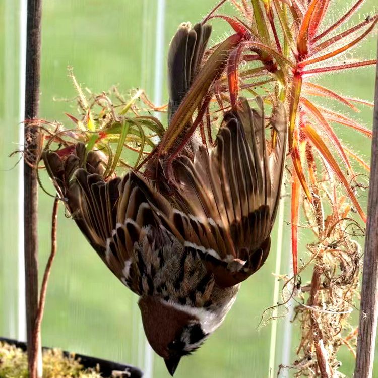 食虫植物美杜莎捕虫树大型茅膏菜高端粘液植物桌面趣味盆栽支代发