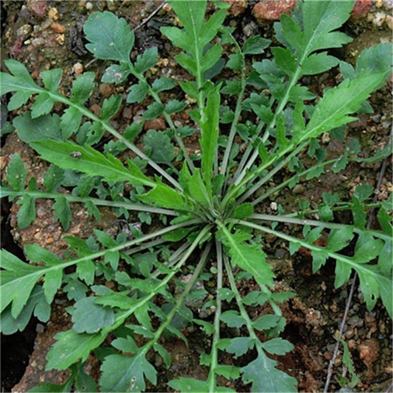 原装野荠菜种籽冬季耐寒野菜野生荠菜种子阳台专用四季播蔬菜种籽