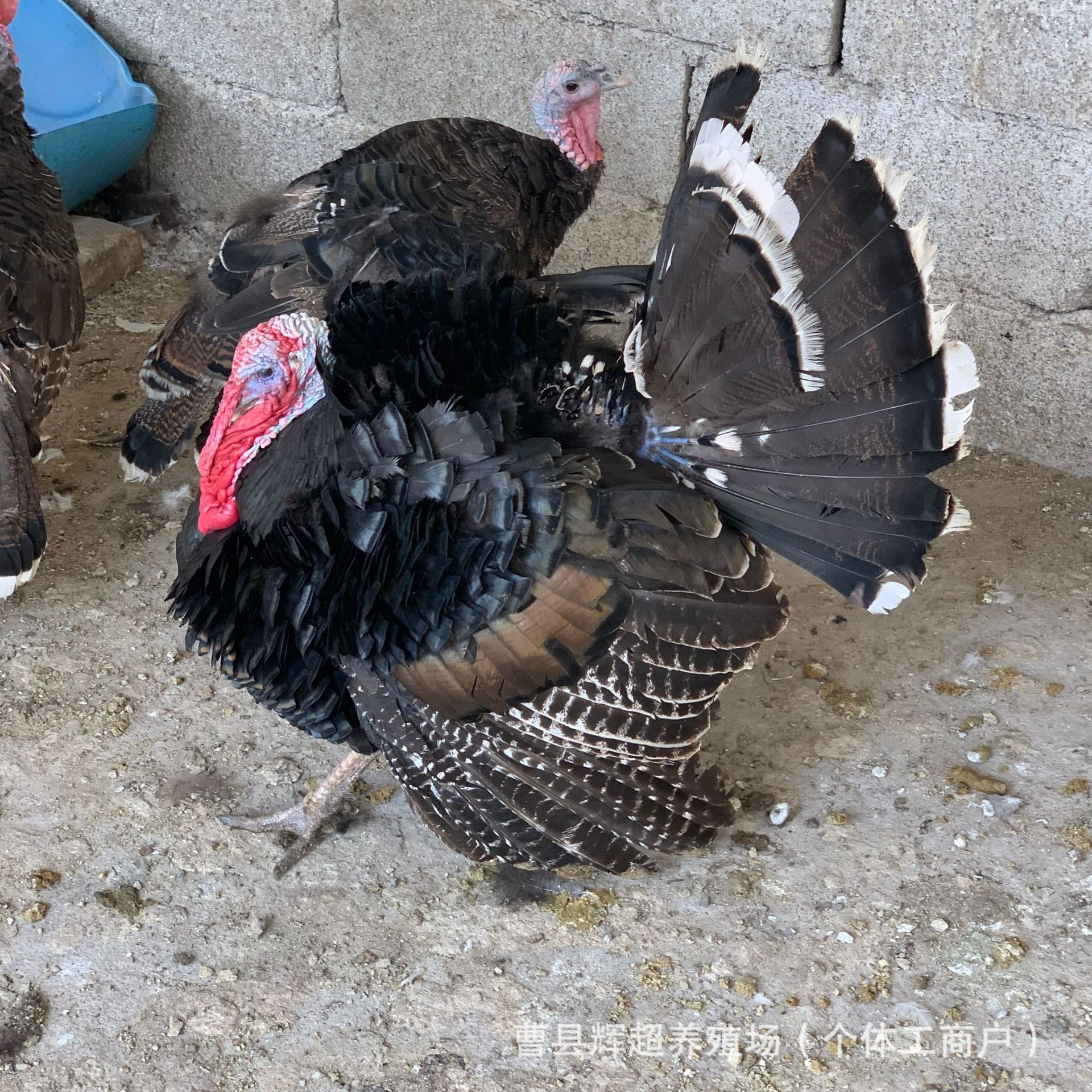 生态养殖青铜火鸡脱温活苗散养成年火鸡活体包邮一组火鸡种蛋价格