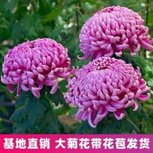 菊花盆栽四季开花带花苞秋菊大花苗耐寒室内外庭院种植花卉九月菊