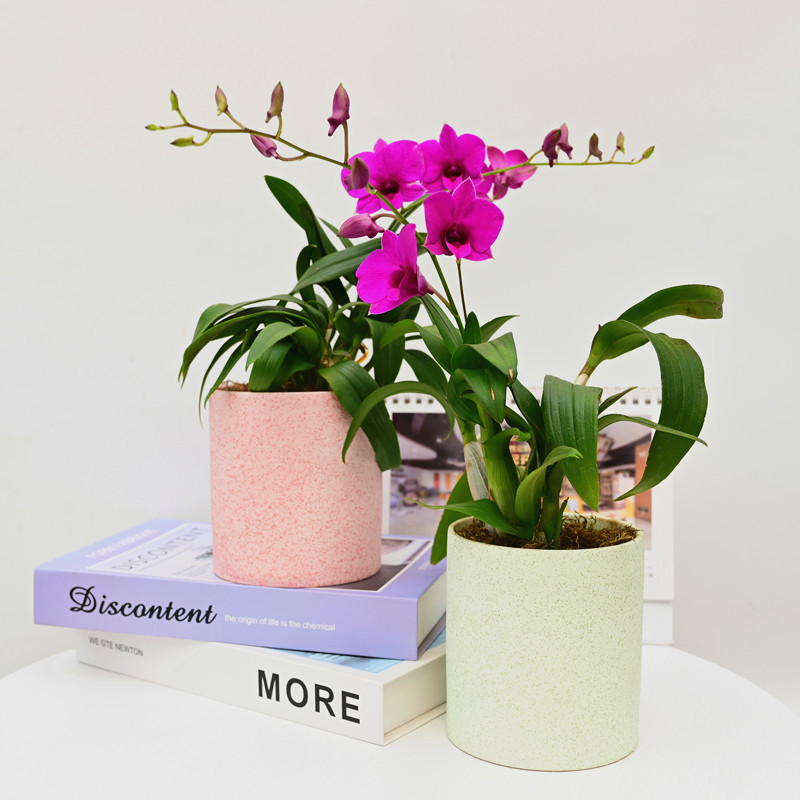 兰花洋兰石斛兰室内外盆栽办公室花卉净化空气四季开花绿植吸甲醛