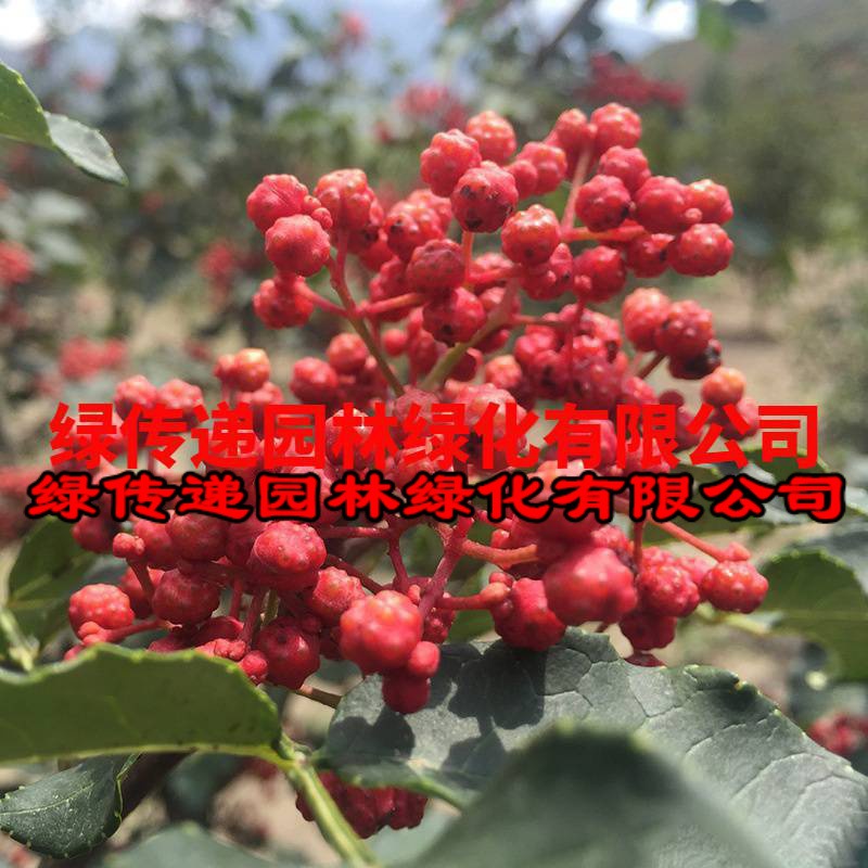 大红袍花椒苗树盆栽四川带土盆栽地栽南北种植花椒苗大红袍果树苗