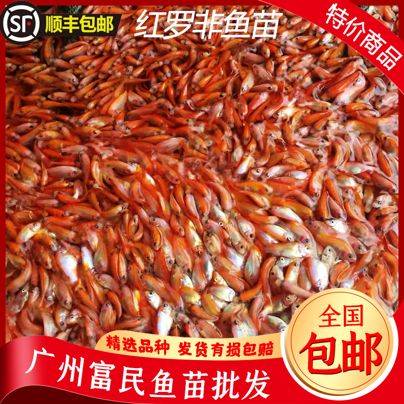 买家服务支付方式【主要销售】       现有各种淡水鱼苗品种:罗非鱼苗