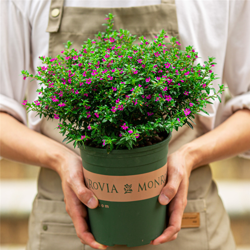 满天星盆栽室外阳台庭院好养植物四季开花不断紫色带花苞大盆花卉