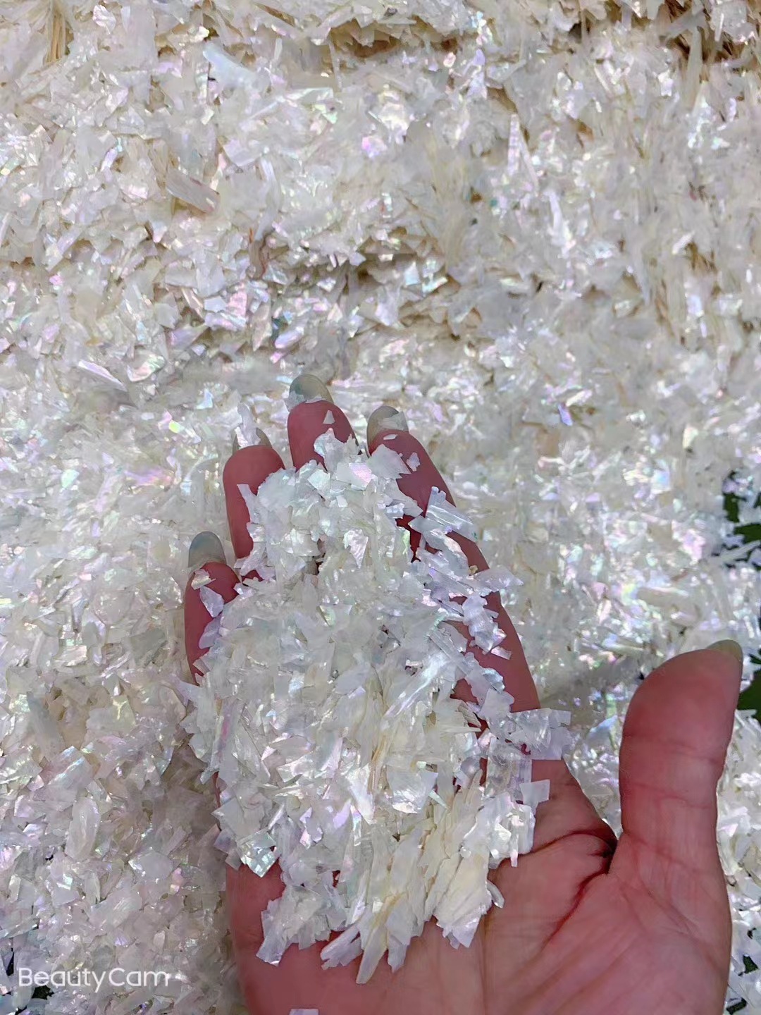 渤海湾薄款贝壳片贝壳饰品美甲贝壳片公斤装贝壳碎片淡水贝壳片