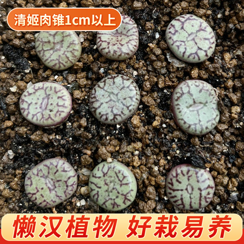 多肉肉锥植物生石花清姬肉锥1cm以上大颗番杏科基地直发屁屁花